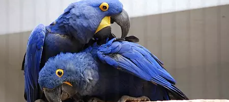 10 of the Most Expensive Animals in the World