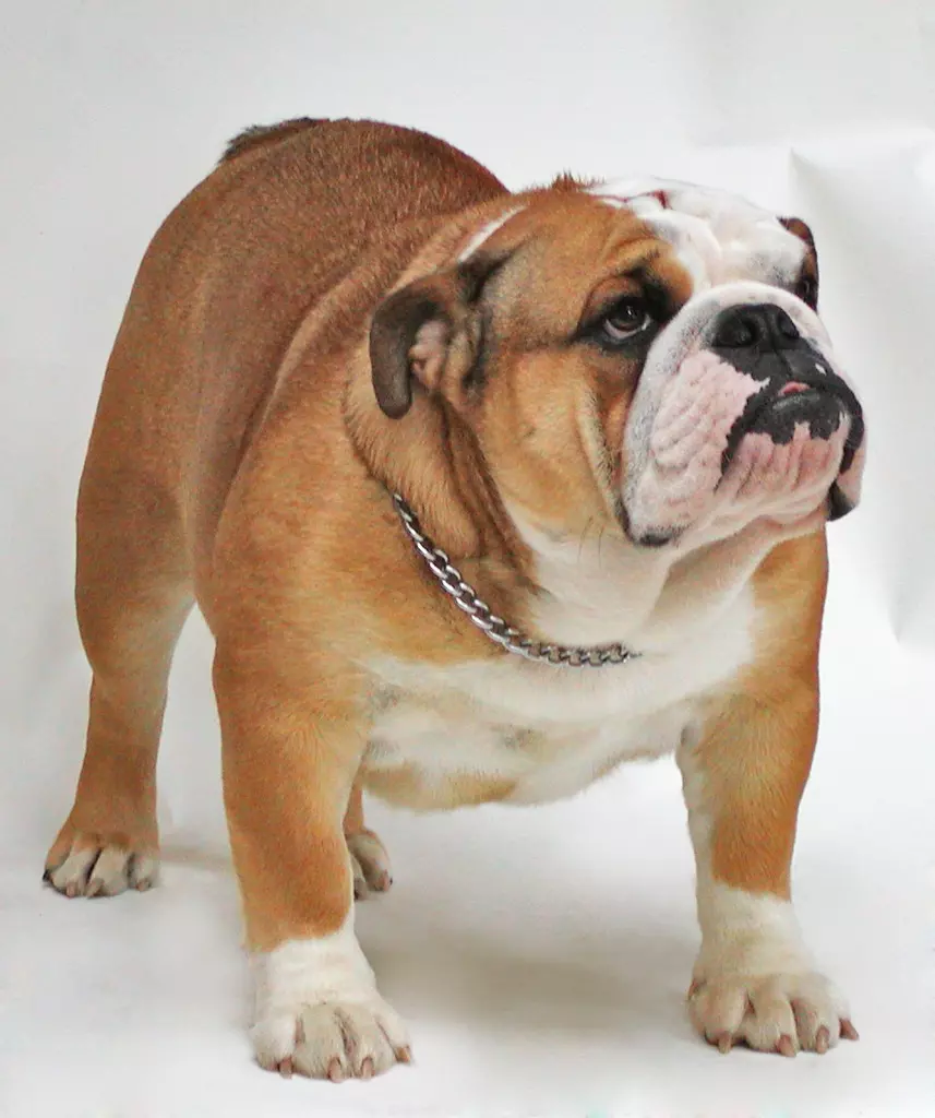 The Most Popular Dog Breeds in the United States