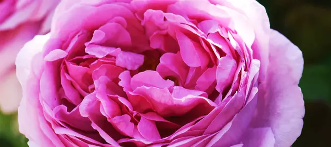Beautiful Antique Roses Add Charm to Your Garden