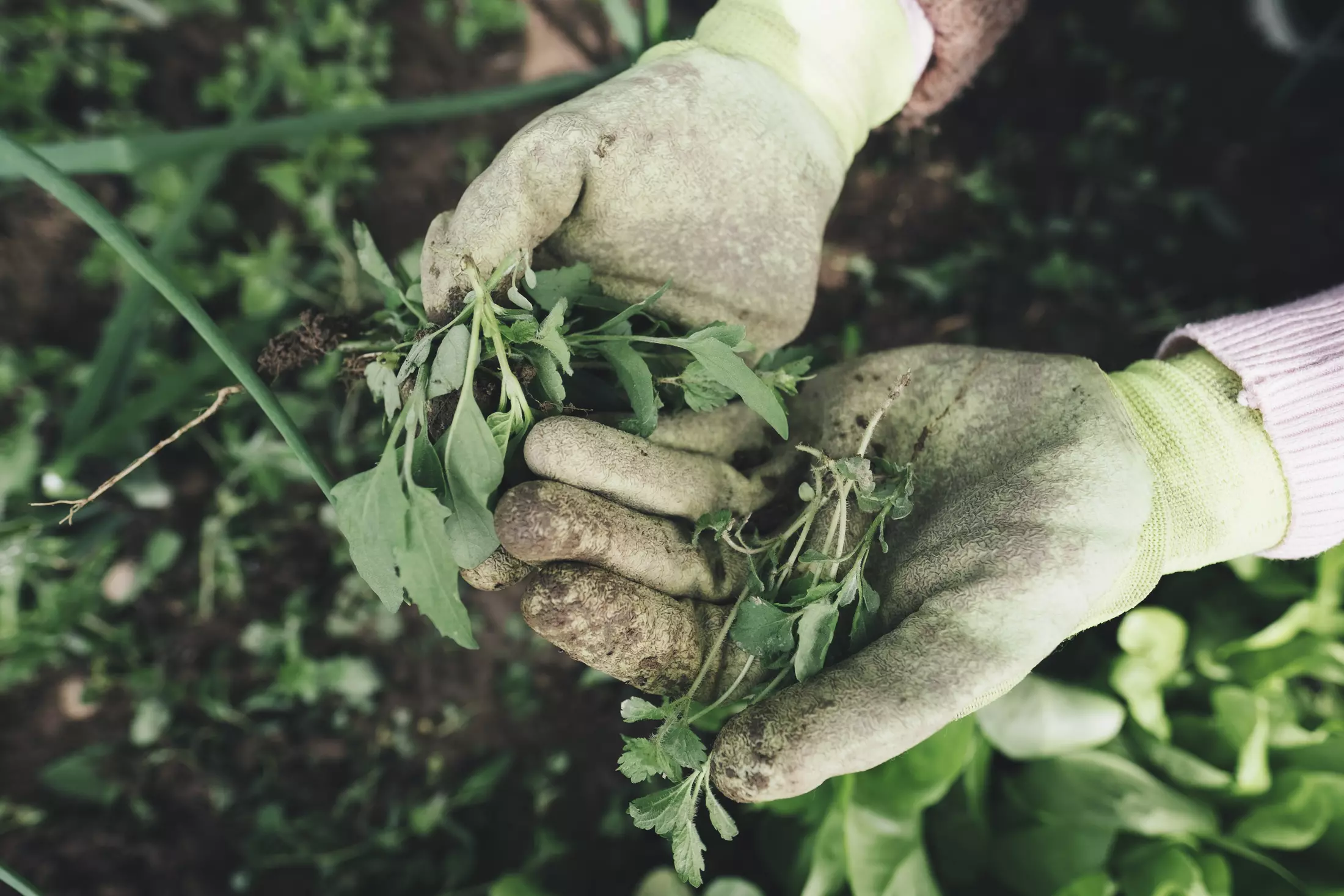 Tick These Items off Your Spring Gardening Checklist