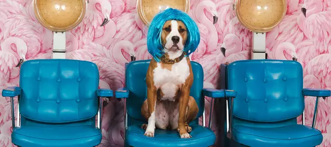 15 Pictures That Prove Every Pet Is 'Model Material'