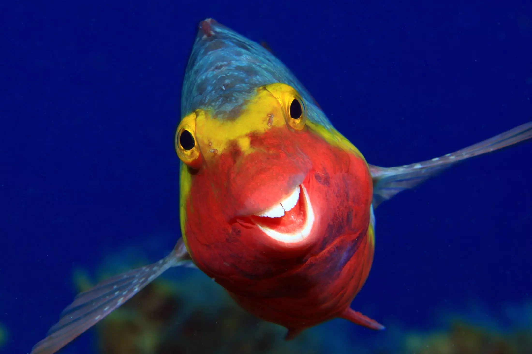 The Best of the Comedy Wildlife Awards Photos