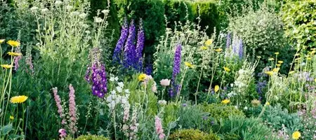 Create a Cottage Garden with these Beautiful Plants