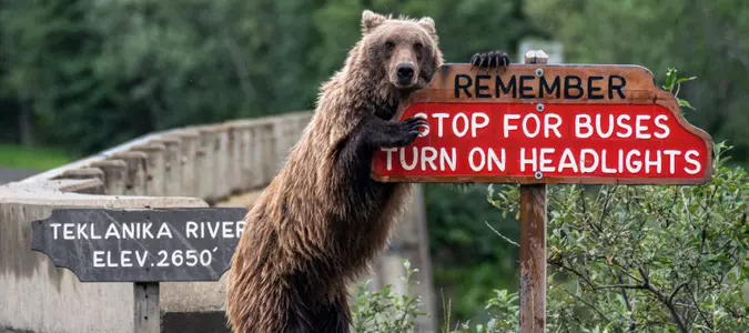 Laughable Looks at Wildlife