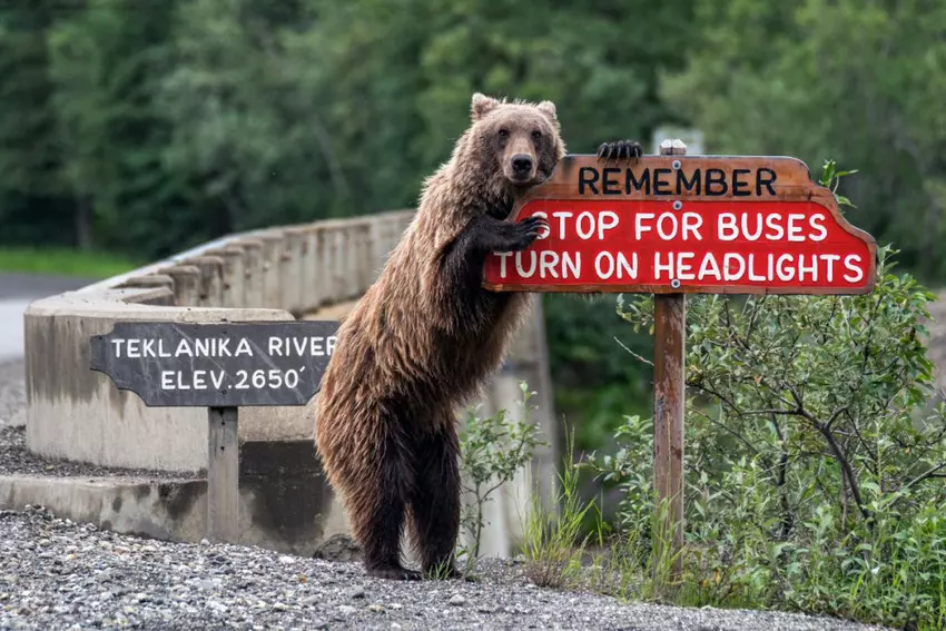 Laughable Looks at Wildlife