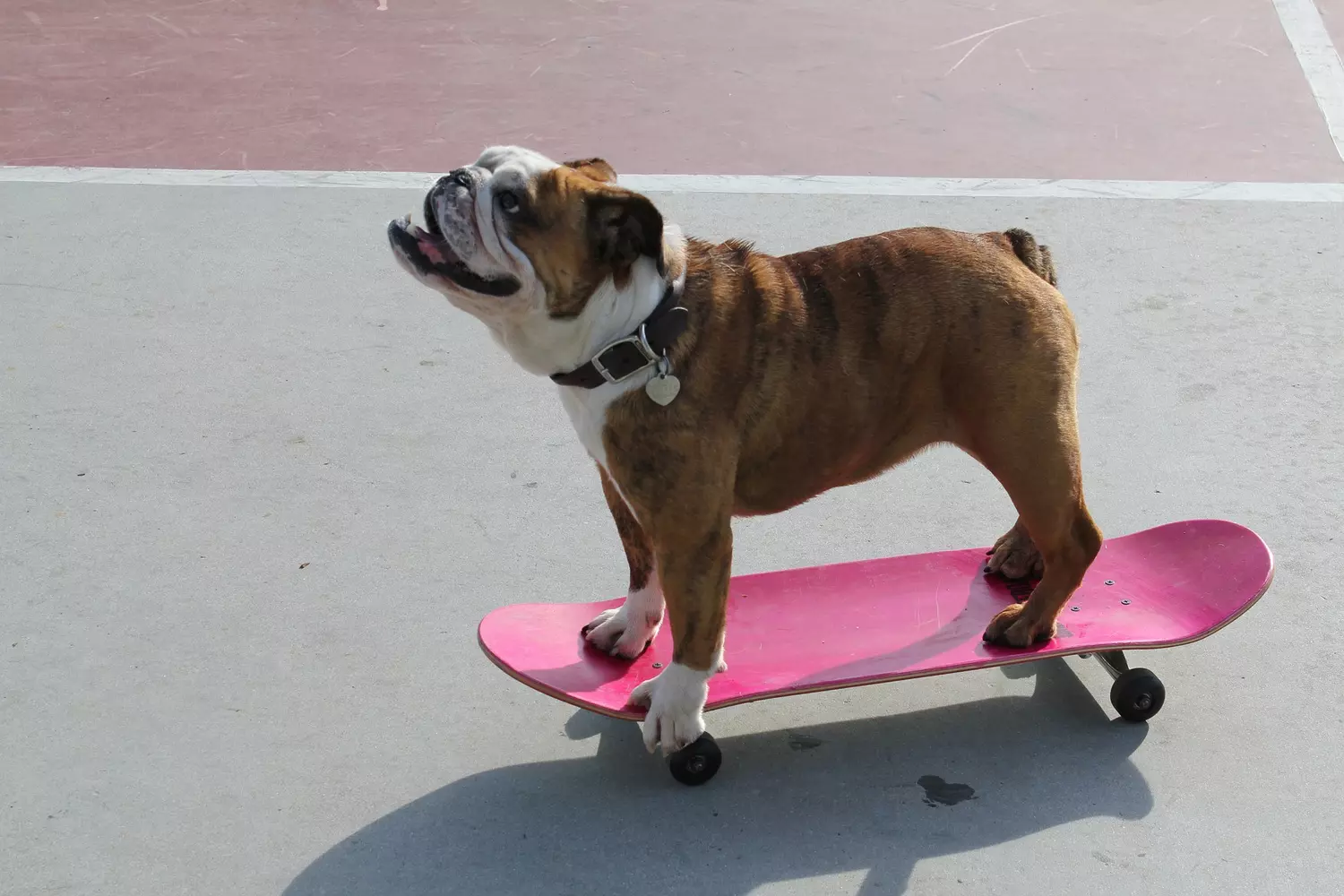 7 Fun Tricks to Teach Your Dog