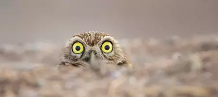 8 of the Most Hilarious Wildlife Photos