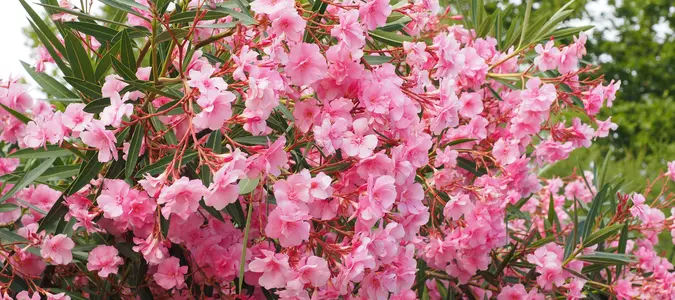 7 Drought-Tolerant Plants to Try Planting