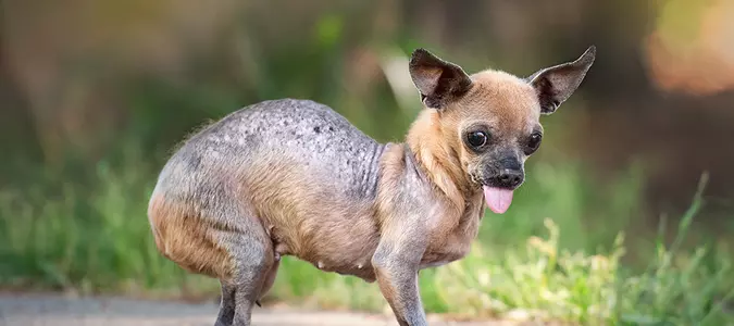 The Top Contenders for the World's Ugliest Dog Competition