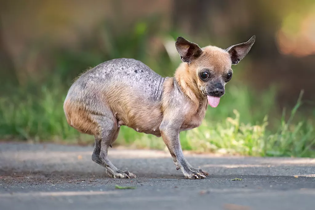 The Top Contenders for the World's Ugliest Dog Competition