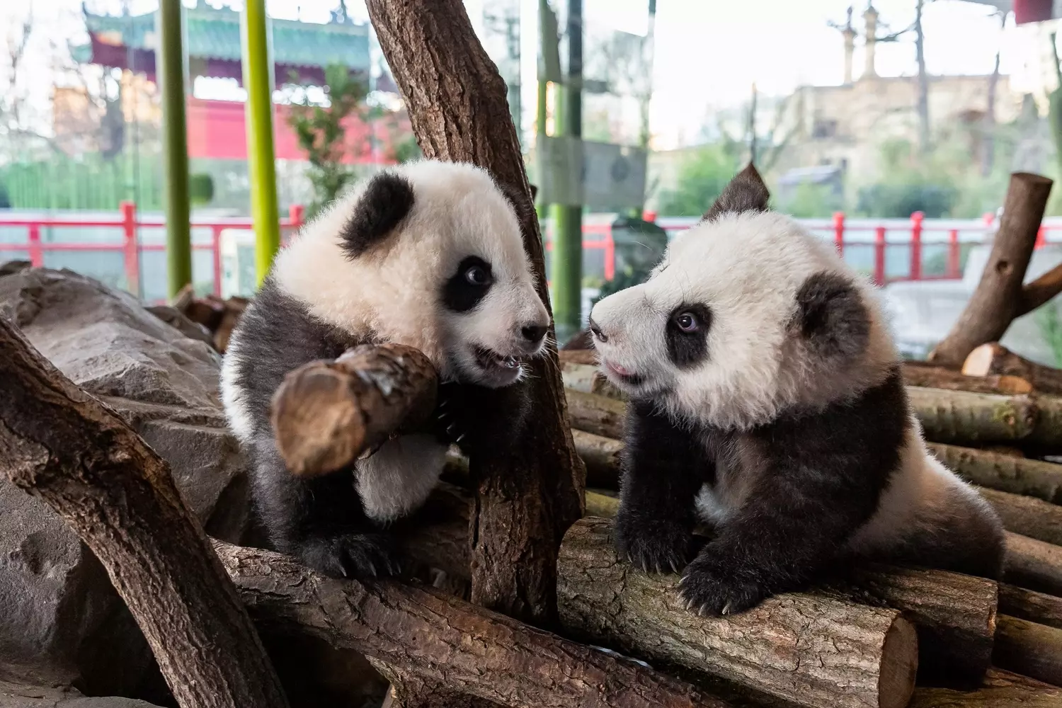 11 Adorable Photos Baby Pandas