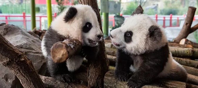 11 Adorable Photos Baby Pandas