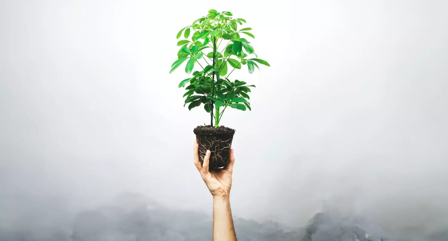 Add These 10 Underrated Houseplants to Your Collection