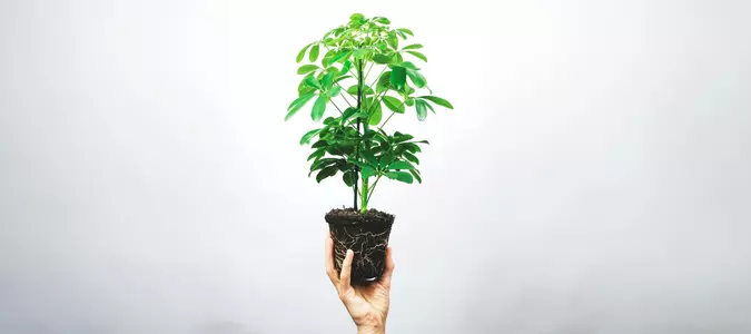 Add These 10 Underrated Houseplants to Your Collection