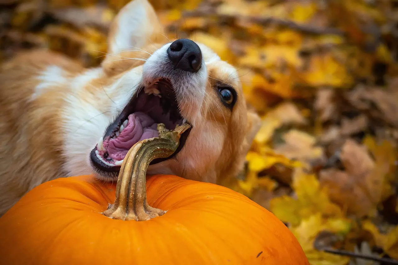 Enhance Your Dog's Kibble for Good Health & Longevity
