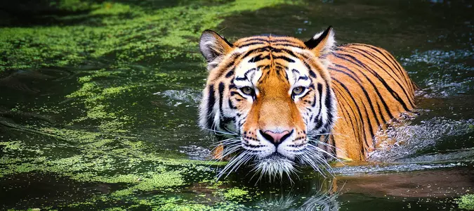 Test Your Knowledge About the Animal Kingdom