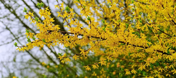 Grow These Shrubs to Create Beautiful Bouquets