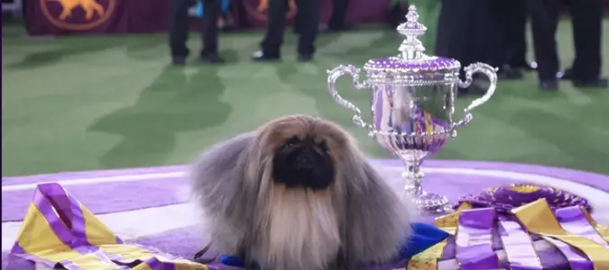 Candid Photos from the Westminster Dog Show