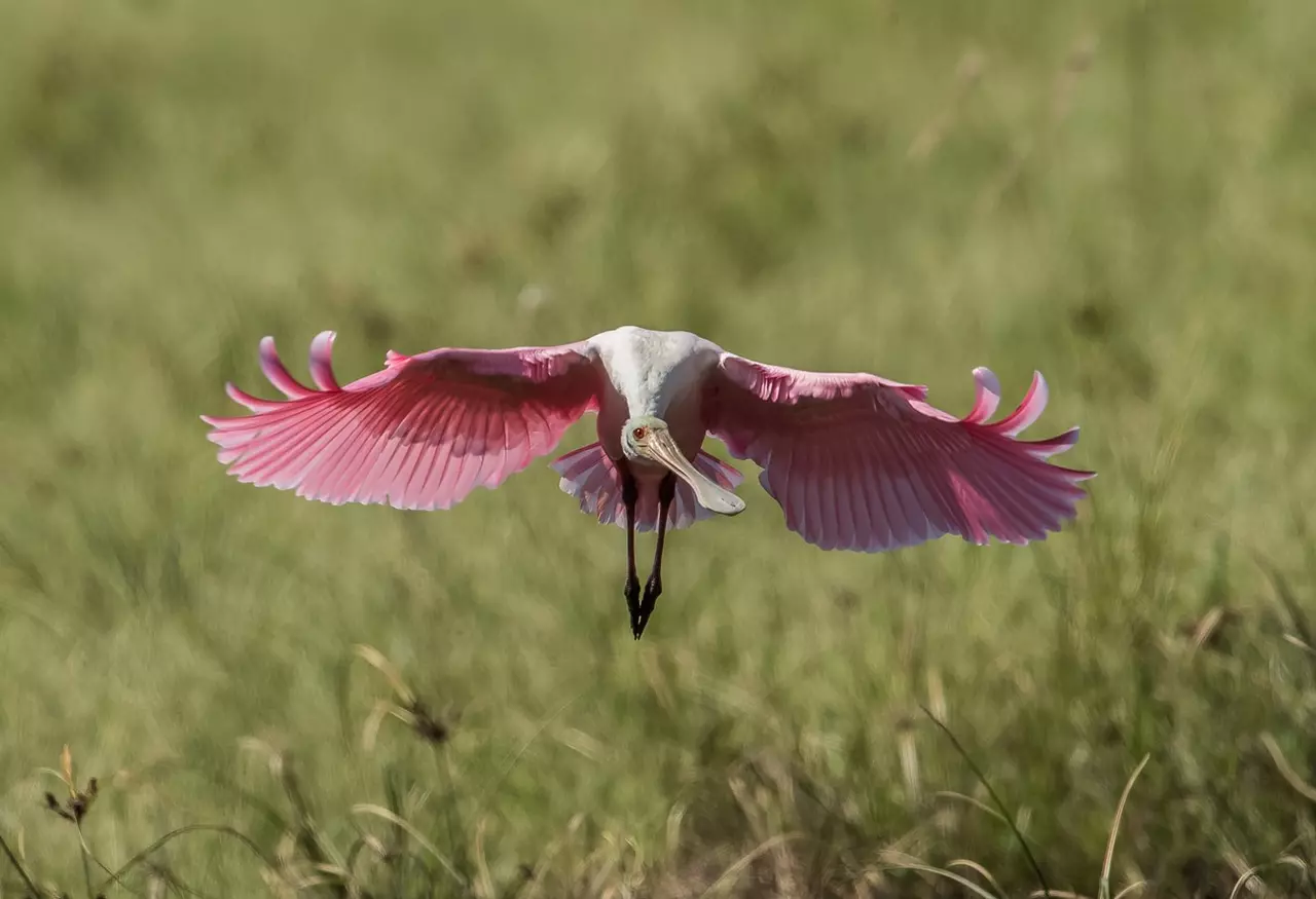 9 Cool Photos From The Everglades Photo Contest