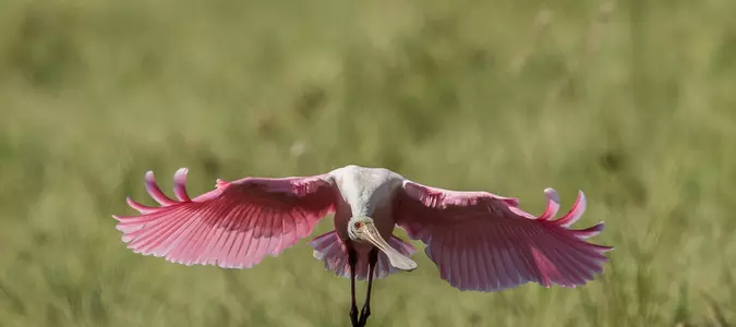 9 Cool Photos From The Everglades Photo Contest
