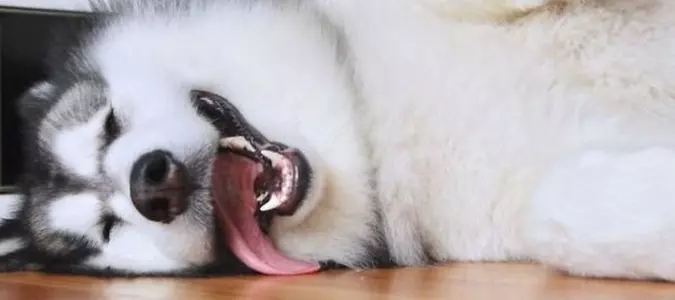 10 Photos of the Majestic Alaskan Malamute