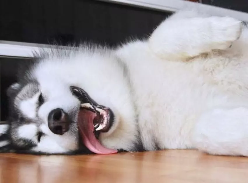 10 Photos of the Majestic Alaskan Malamute