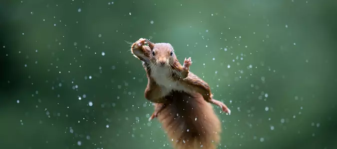 Top 10 Animals With Comedic Sense