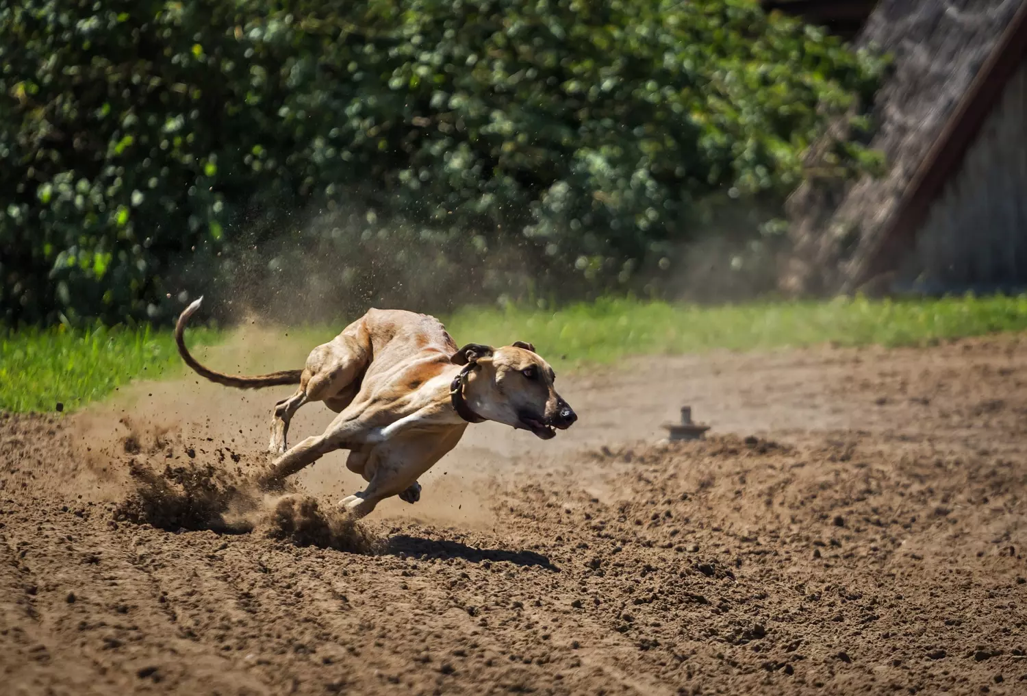 Best Dog Breeds For Active People