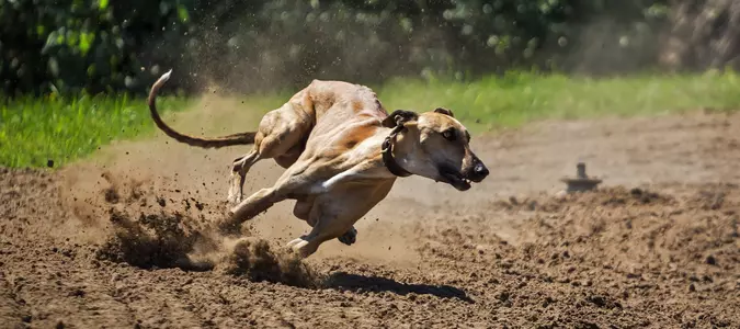 Best Dog Breeds For Active People