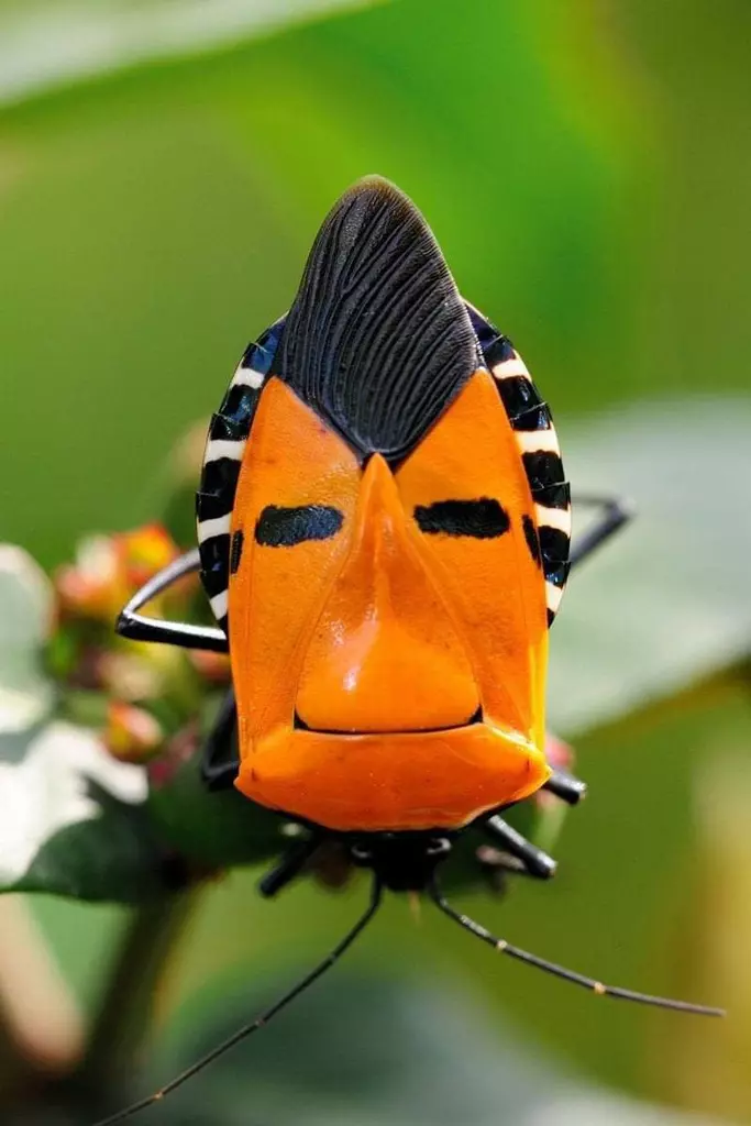 Check Out These Seriously Weird-Looking Insects