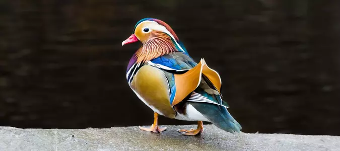7 of the Most Beautiful Birds on the Planet