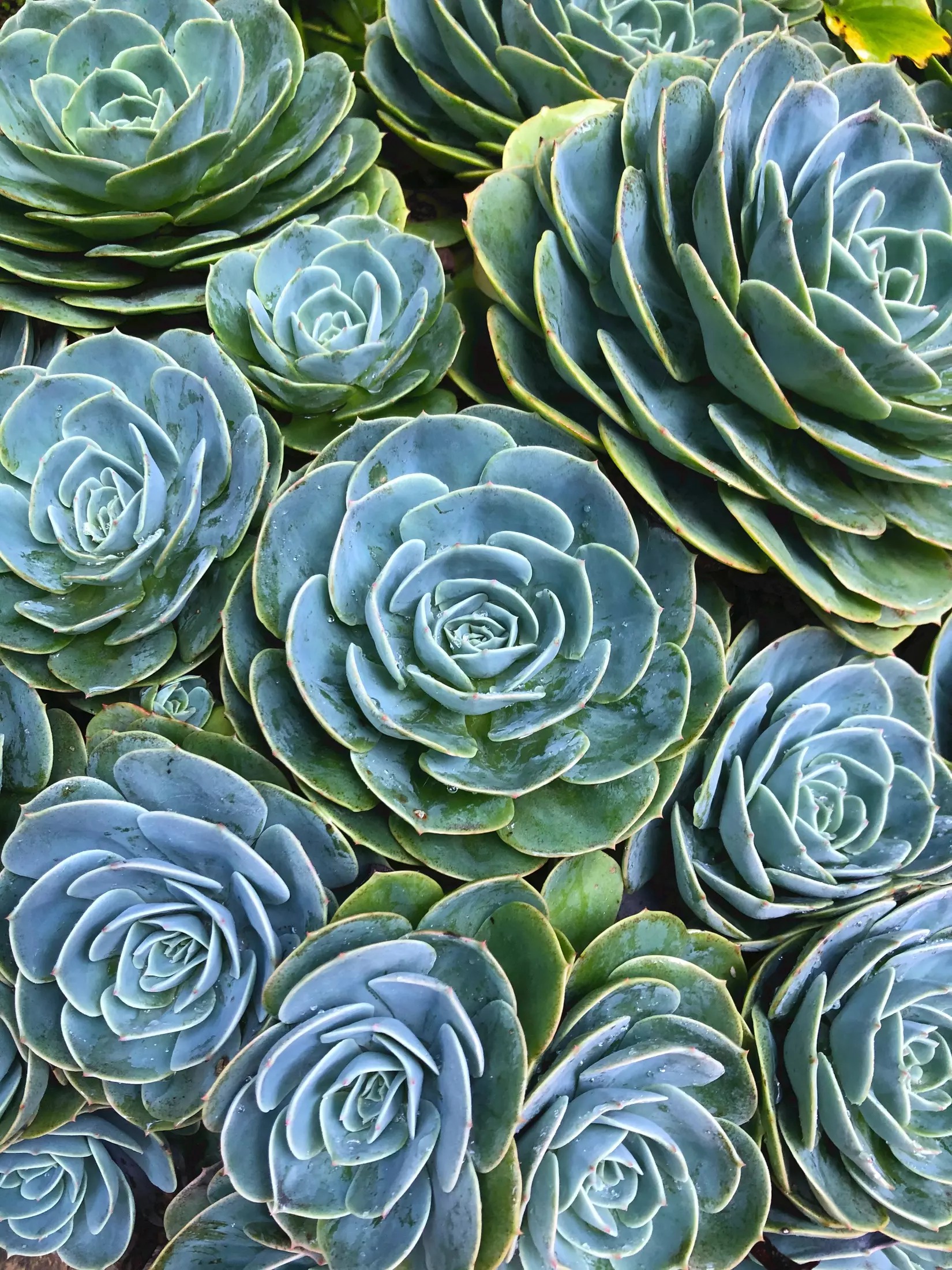 Easy Ways to Start Succulent Gardening