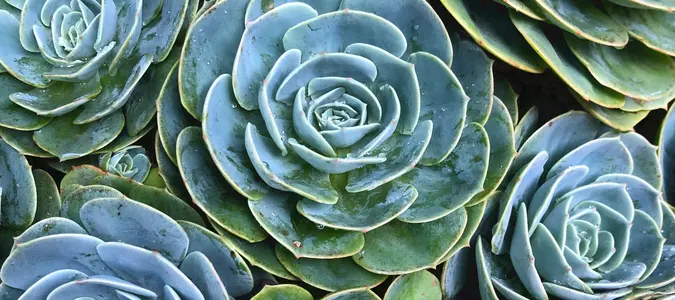 Easy Ways to Start Succulent Gardening